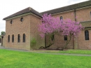 Judas Tree 2013 01