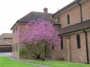 Judas Tree 2013 05