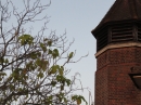 Parakeets and Bell Tower