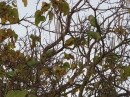 Parakeets' Harvest Feast
